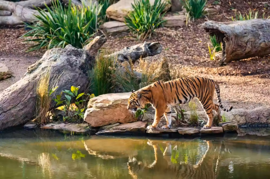 royal-bengal-tiger-of-sundarban